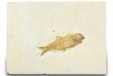 Detailed Fossil Fish (Knightia) - Wyoming #318496-1